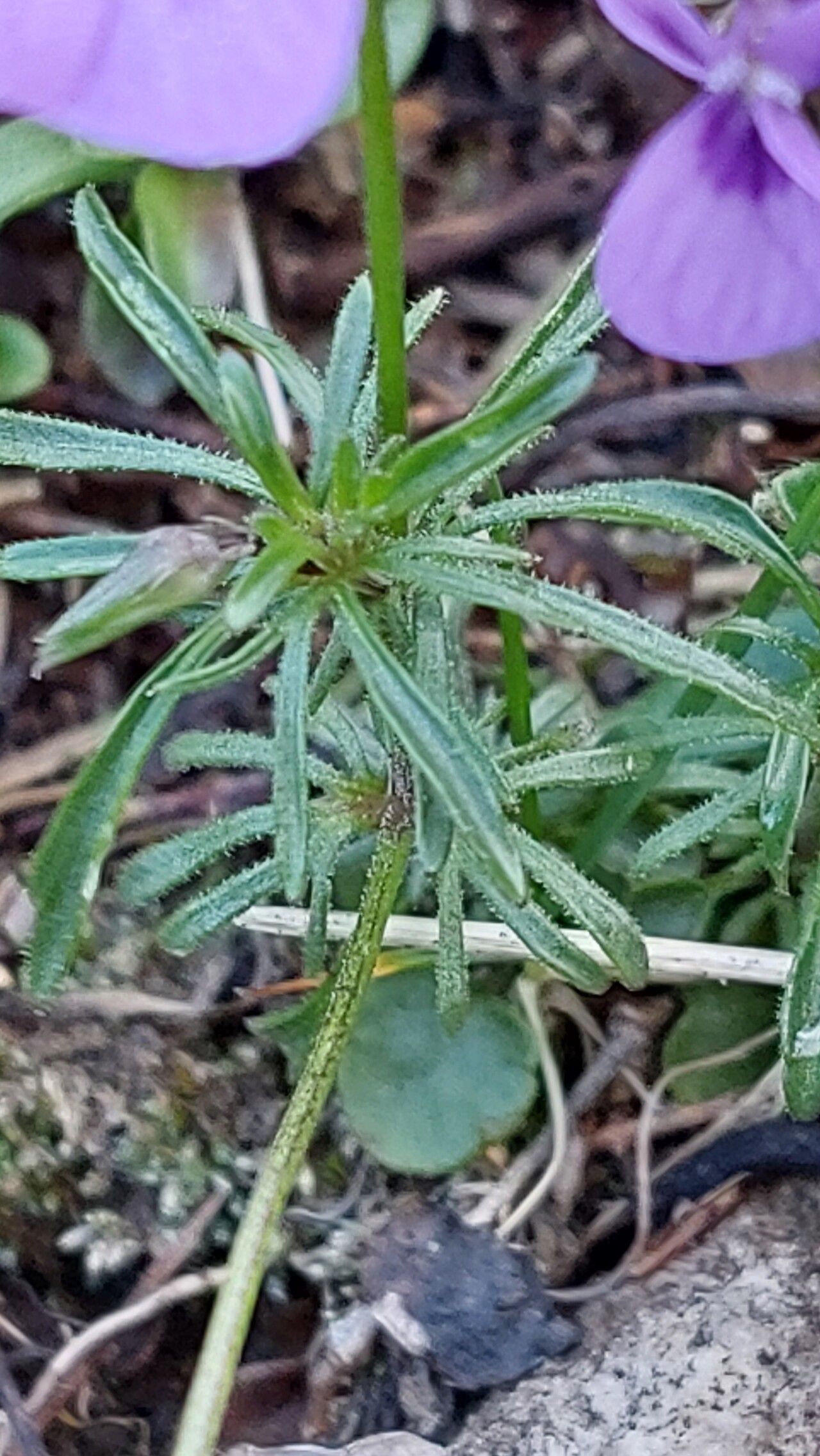 Viola dubyana — search result for 'Viola'