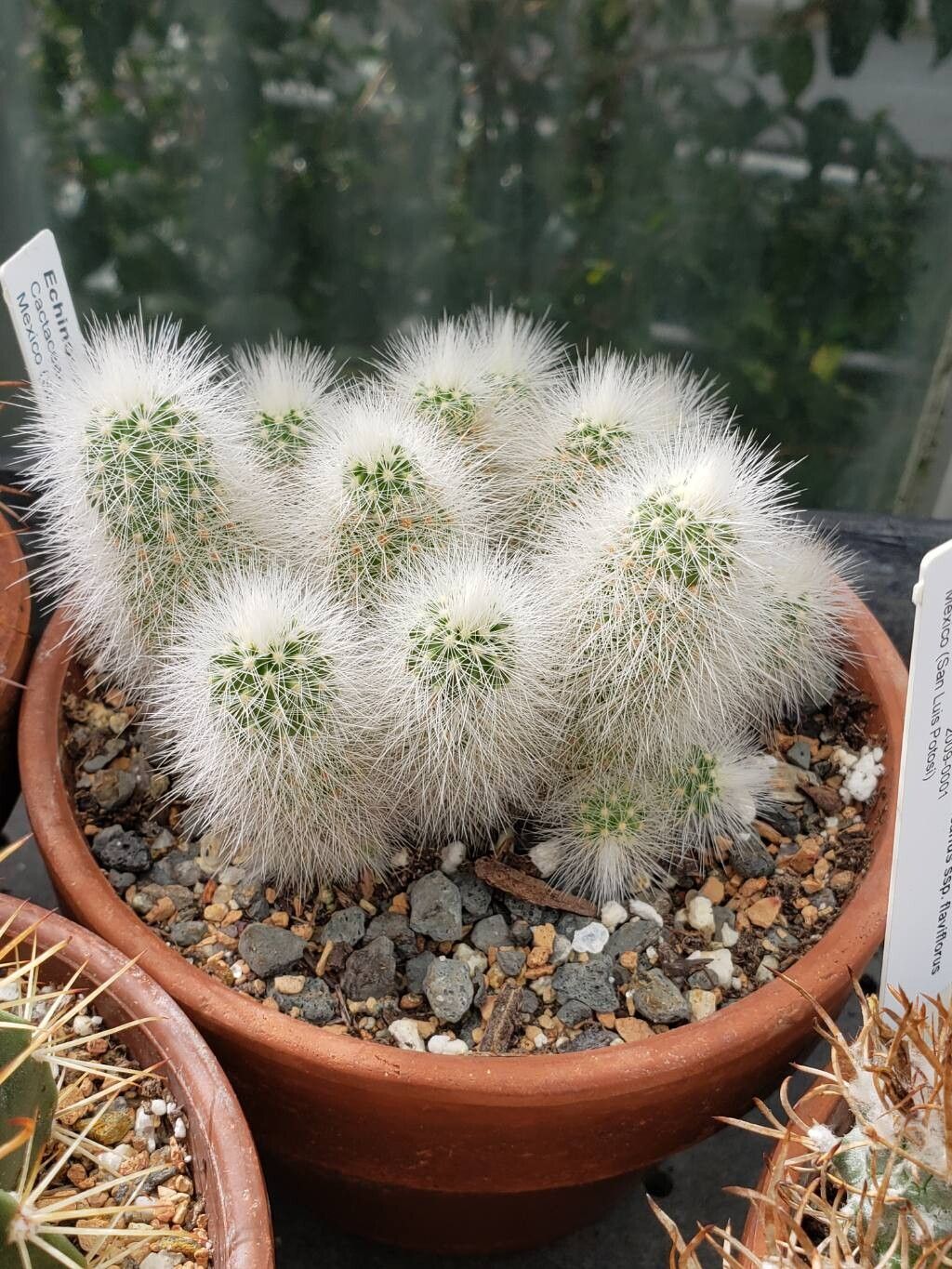 Echinocereus nivosus leaf