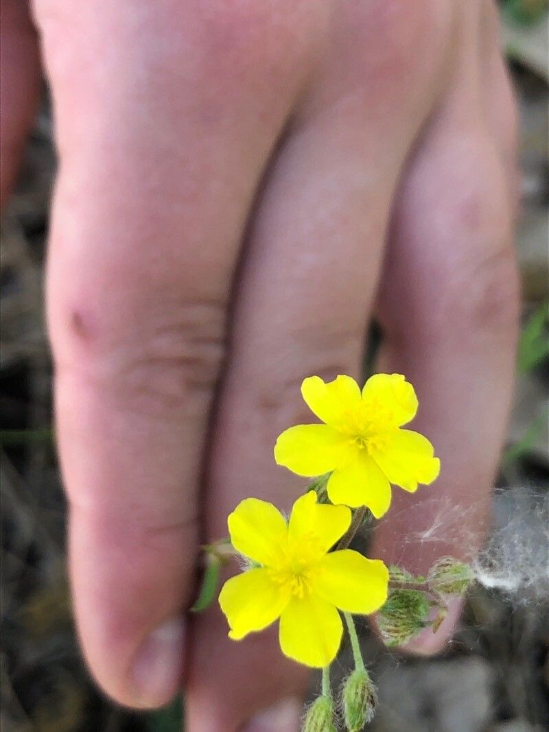 Helianthemum marifolium flower