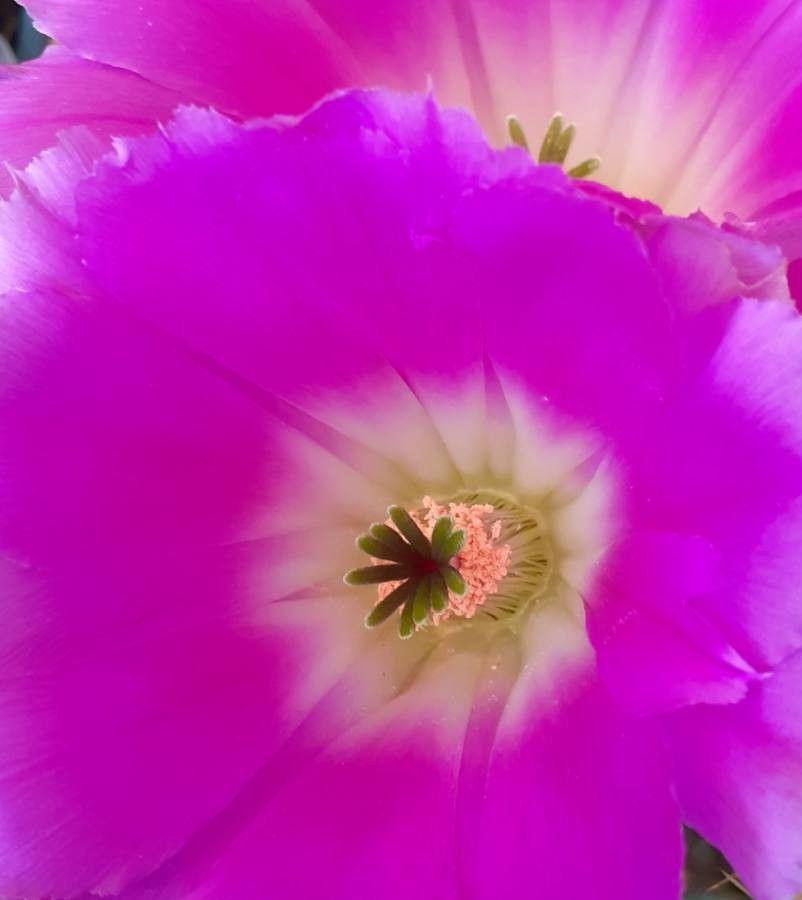 Echinocereus pentalophus flower