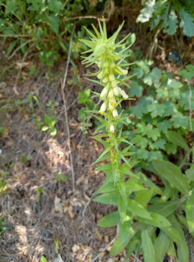 Digitalis viridiflora flower