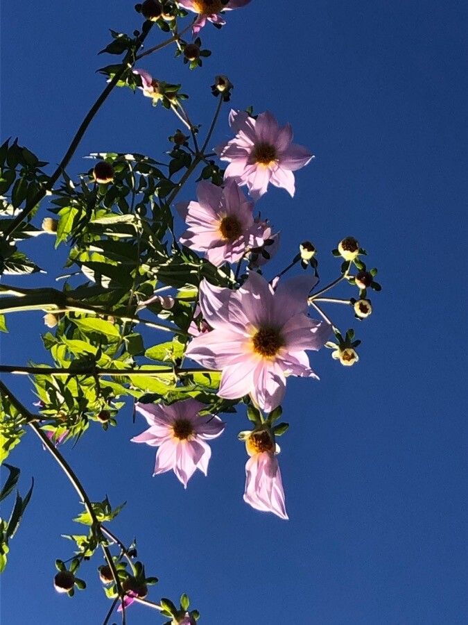 Dahlia excelsa flower