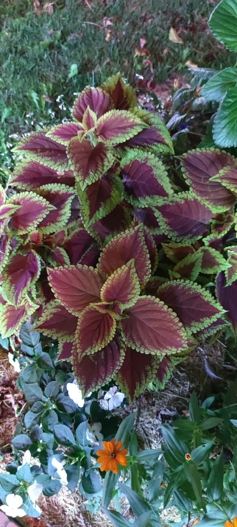 Coleus spp. flower