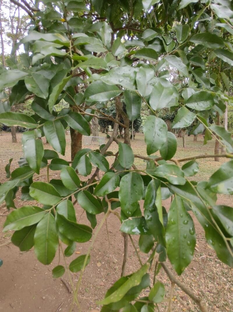 Myroxylon peruiferum leaf
