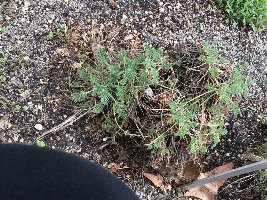Erodium glandulosum bark