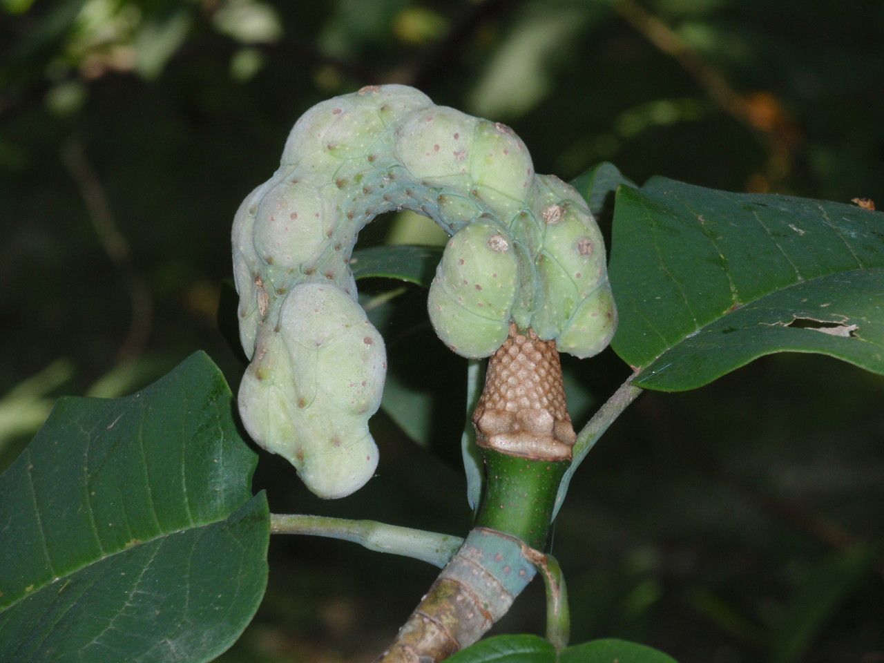 Magnolia campbellii fruit