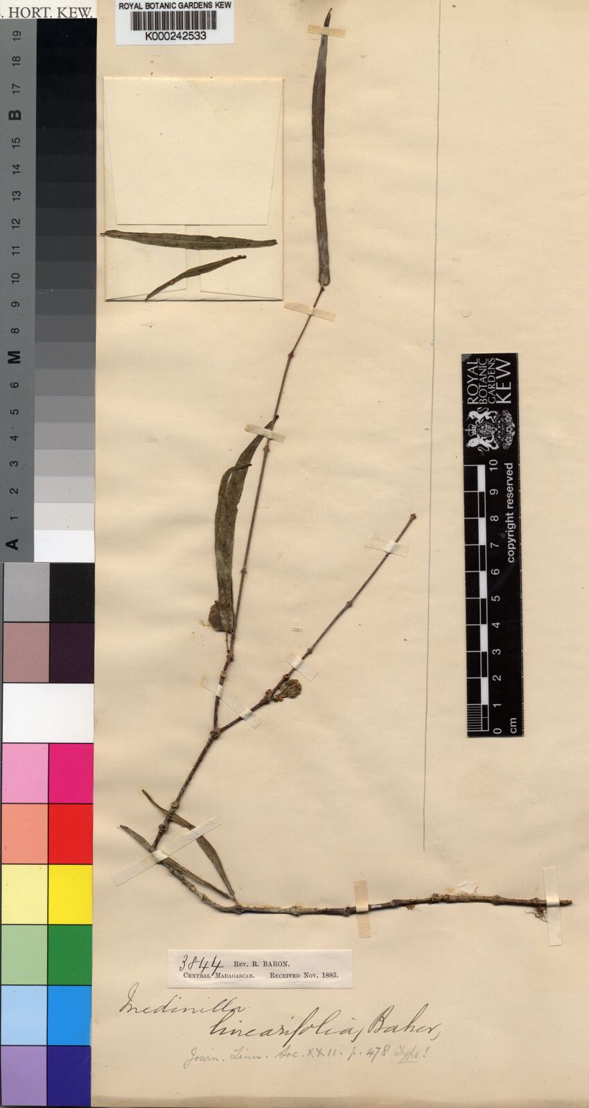 Medinilla linearifolia — search result for 'Medinilla'