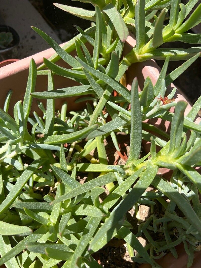 Lampranthus spectabilis