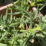 Lampranthus spectabilis