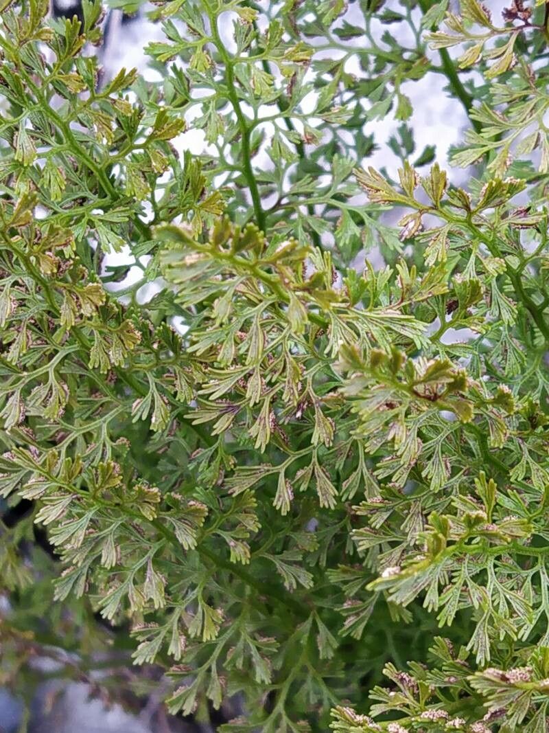 Asplenium fissum leaf