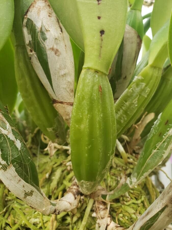 Cattleya warscewiczii other