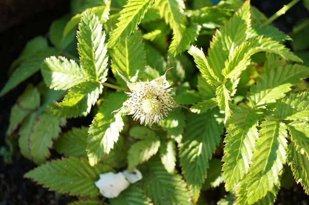 Rubus rosifolius leaf