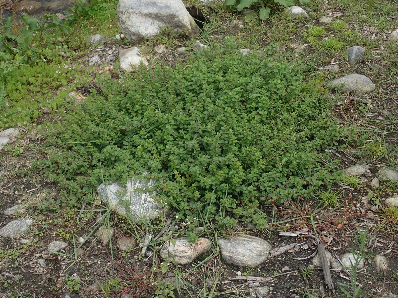 Polygonum recumbens habit