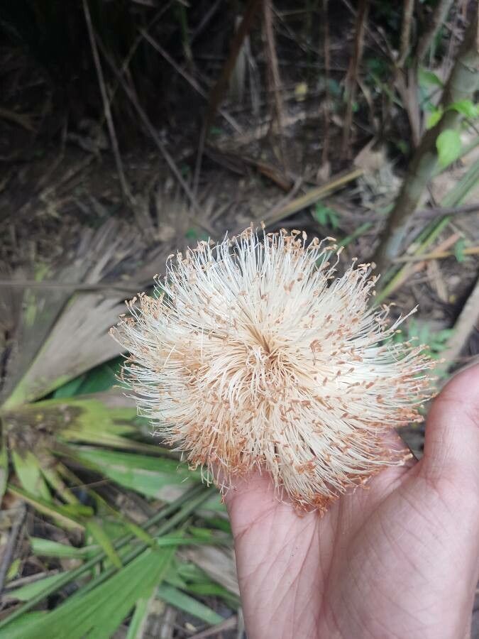 Pseudobombax septenatum flower