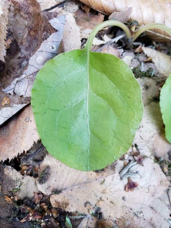 Pyrola elliptica — search result for 'Alaska'