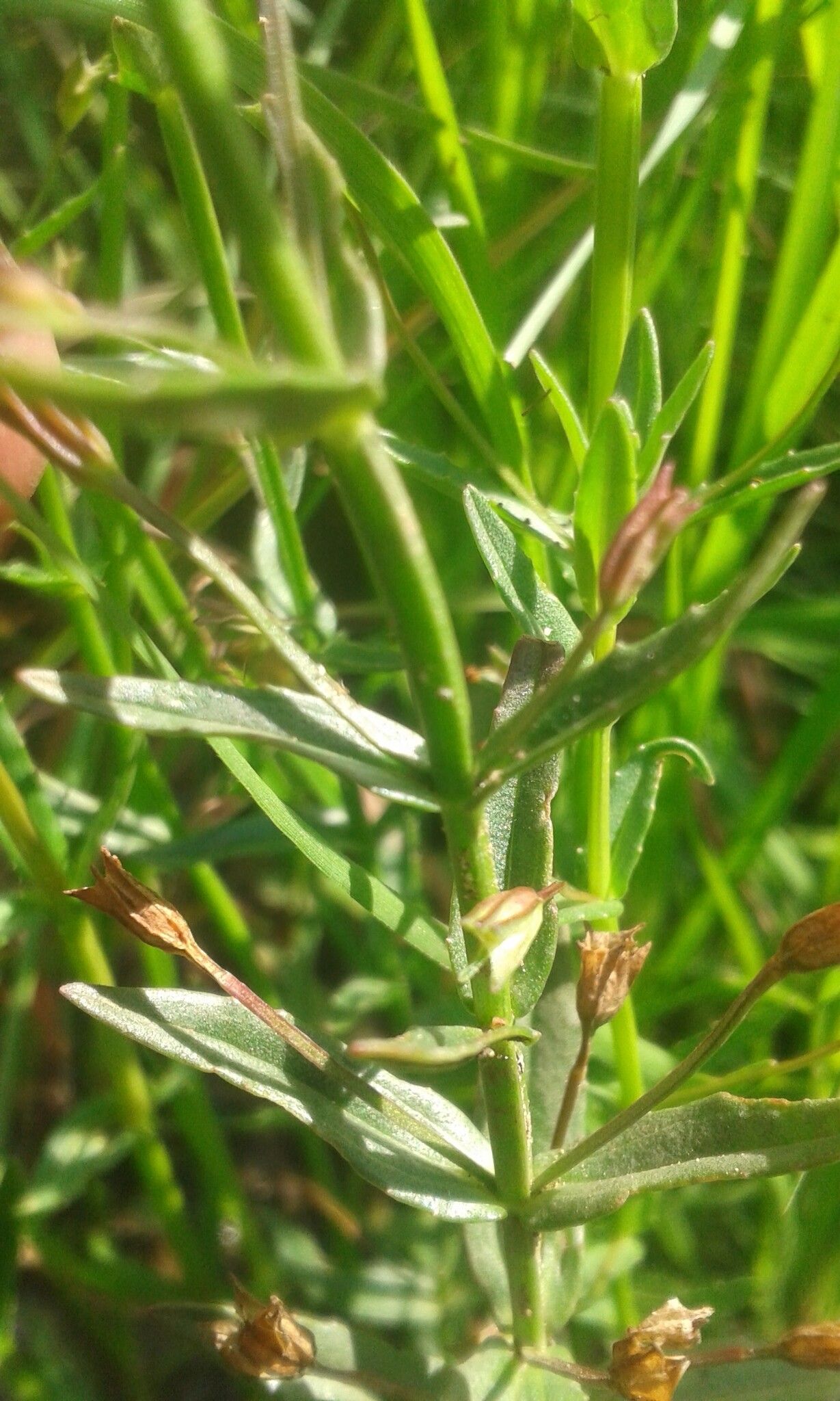 Mimulus gracilis — houseplant care guide