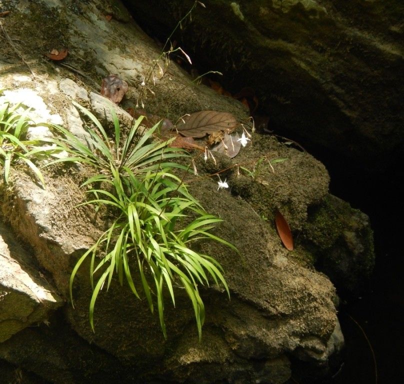 Arthropodium neocaledonicum habit