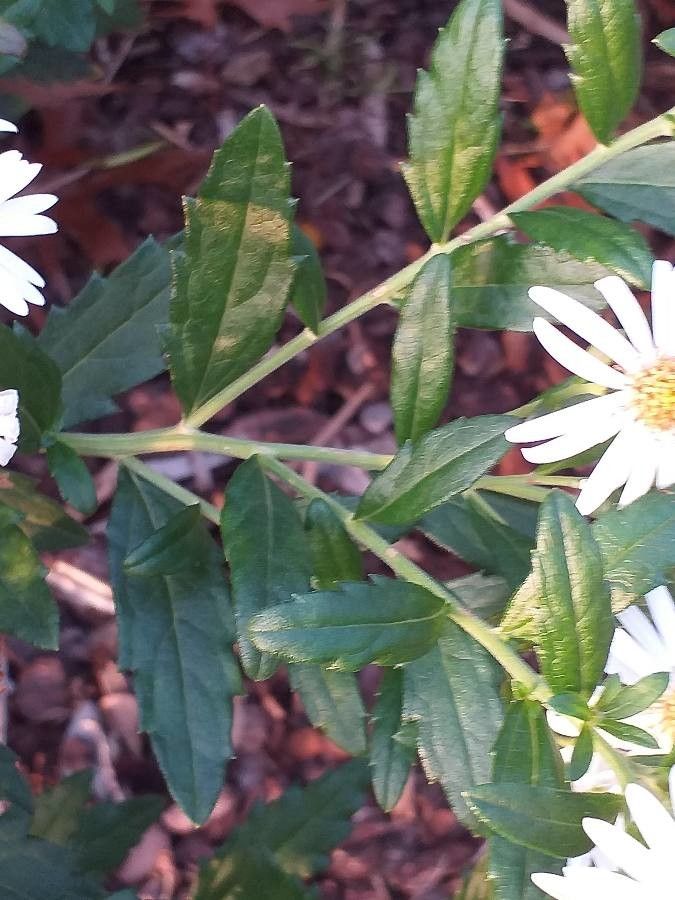 Aster ageratoides leaf