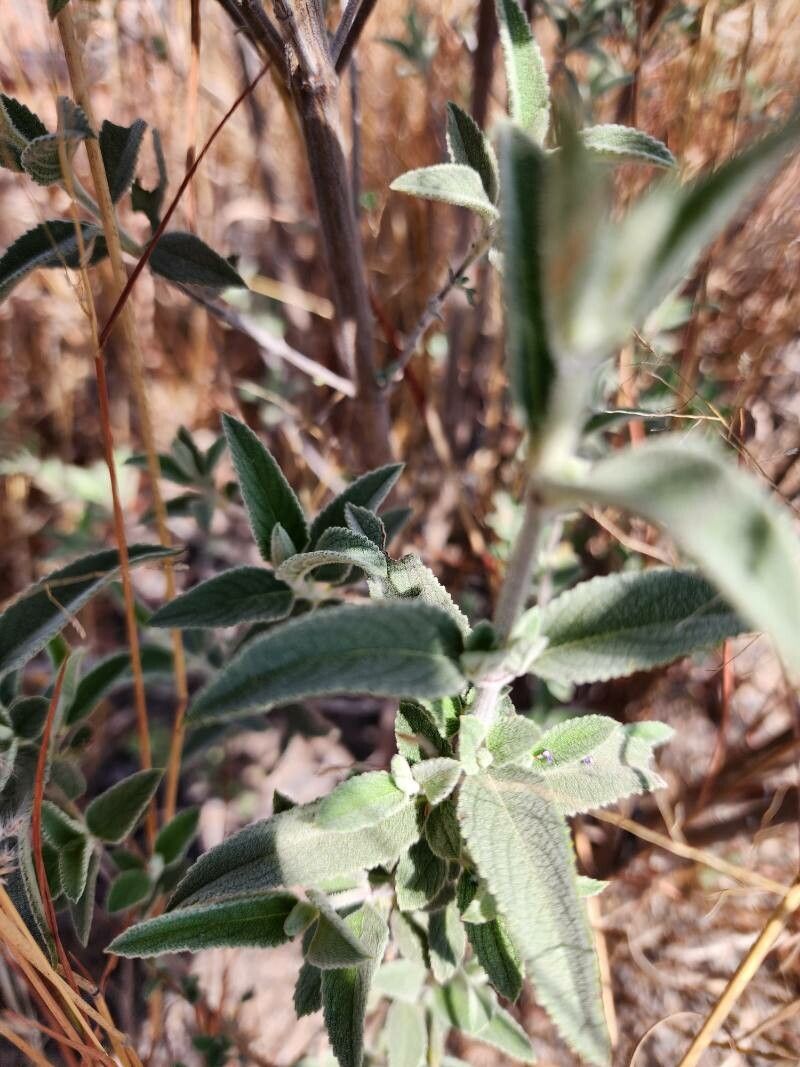 Condea albida — related species from the same genus