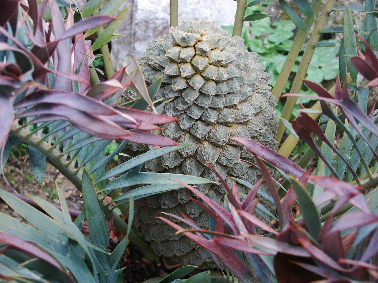 Encephalartos altensteinii fruit