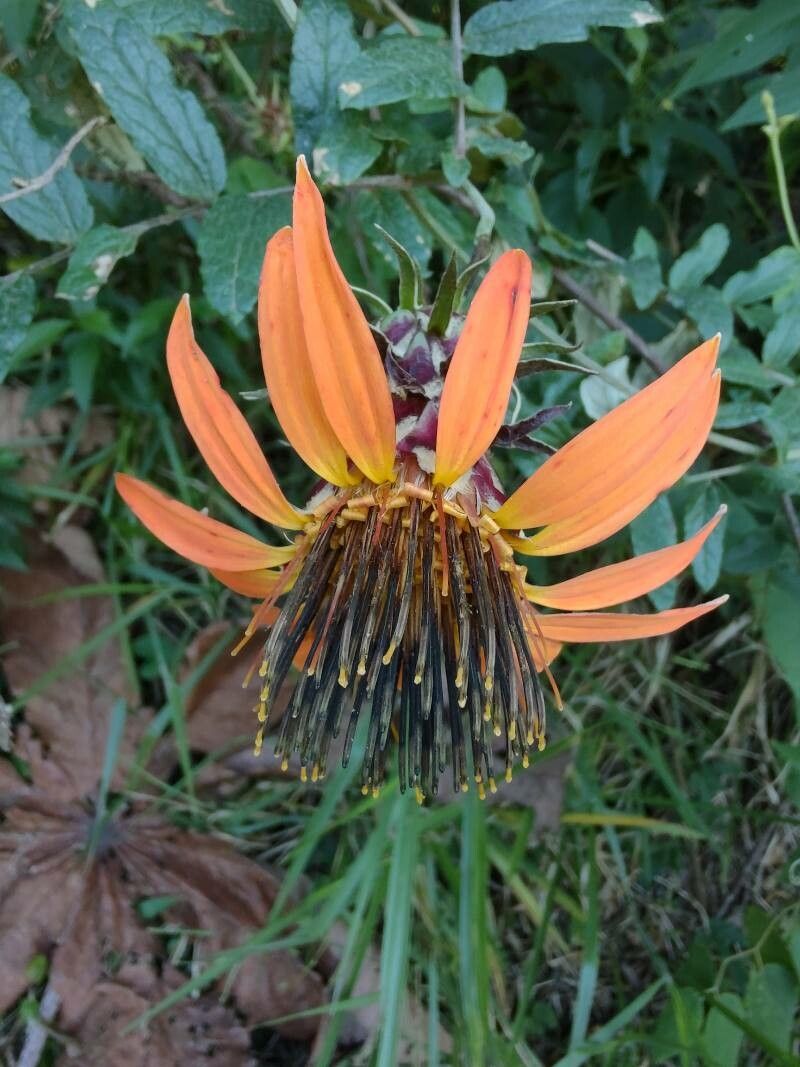 Mutisia coccinea flower