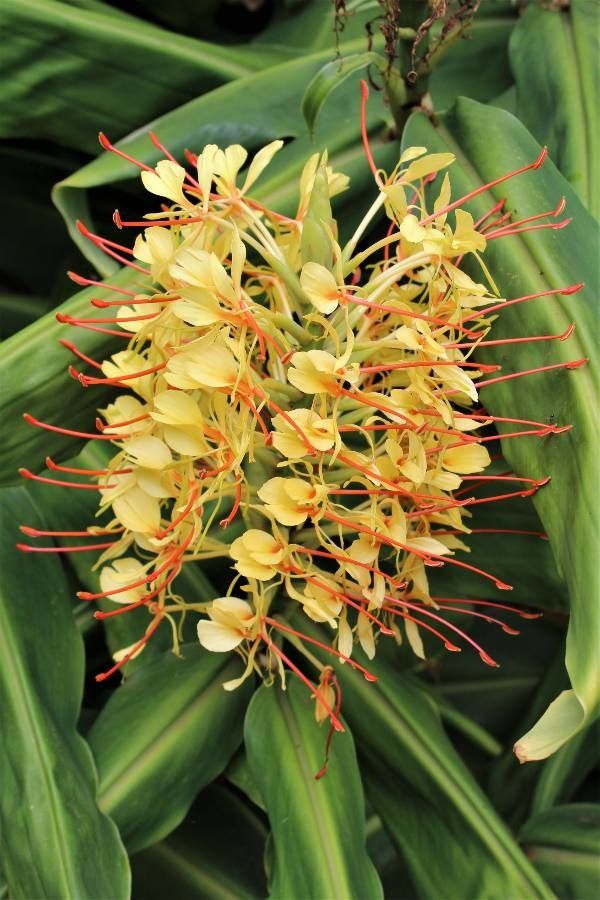 Hedychium gardnerianum flower