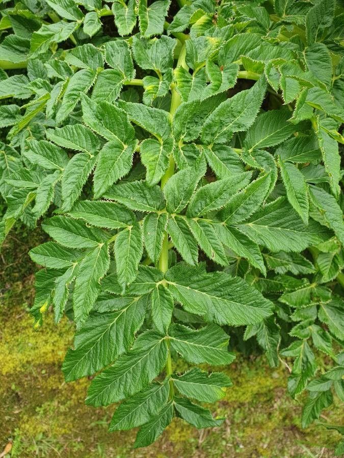 Angelica lignescens — search result for 'Angelica'