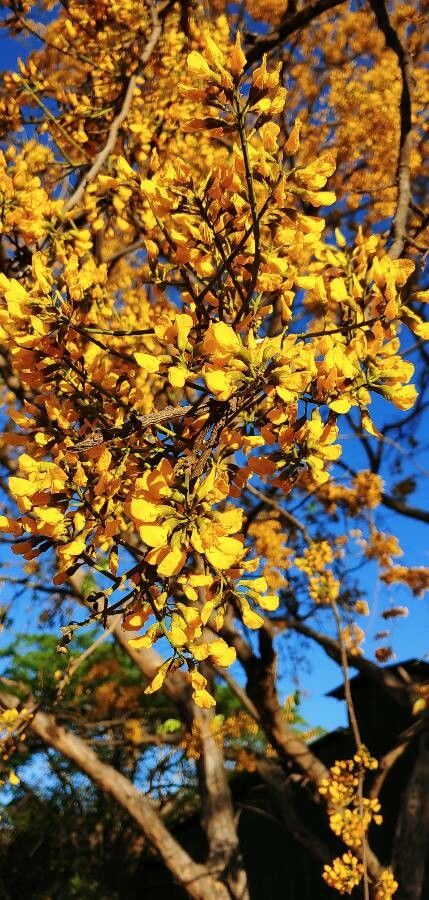 Pterocarpus erinaceus flower