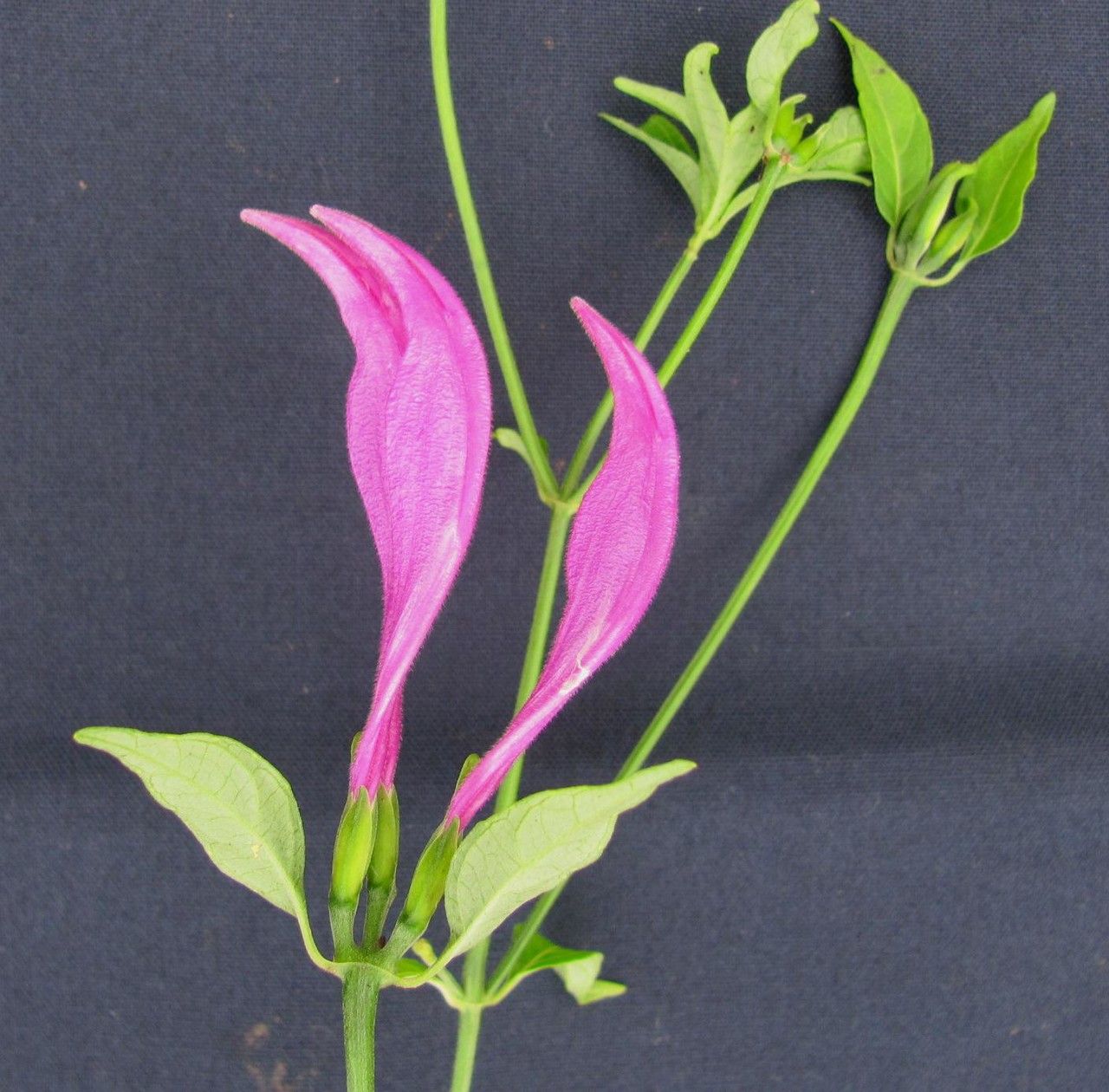 Dicliptera trifurca flower