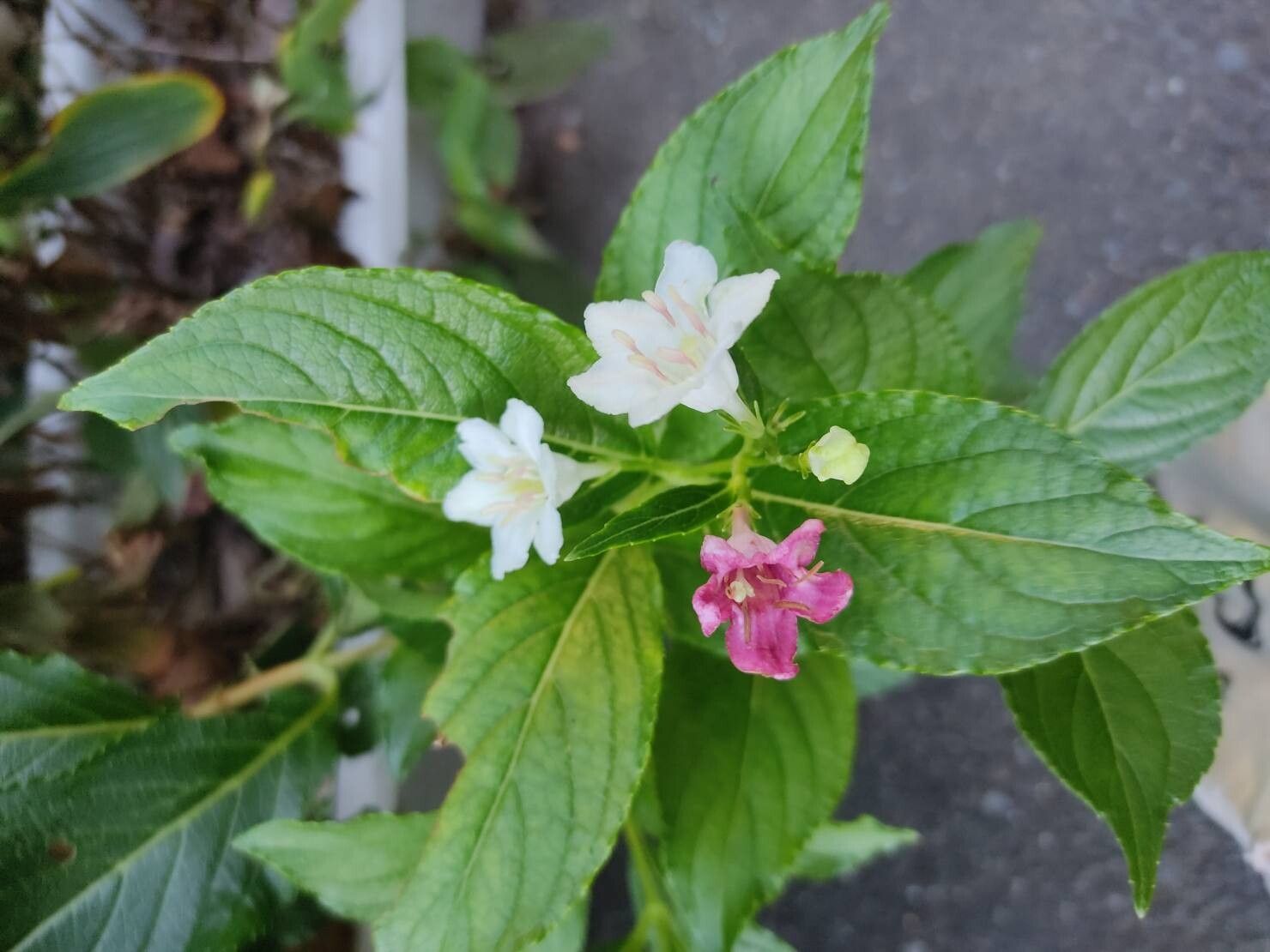 Weigela coraeensis flower
