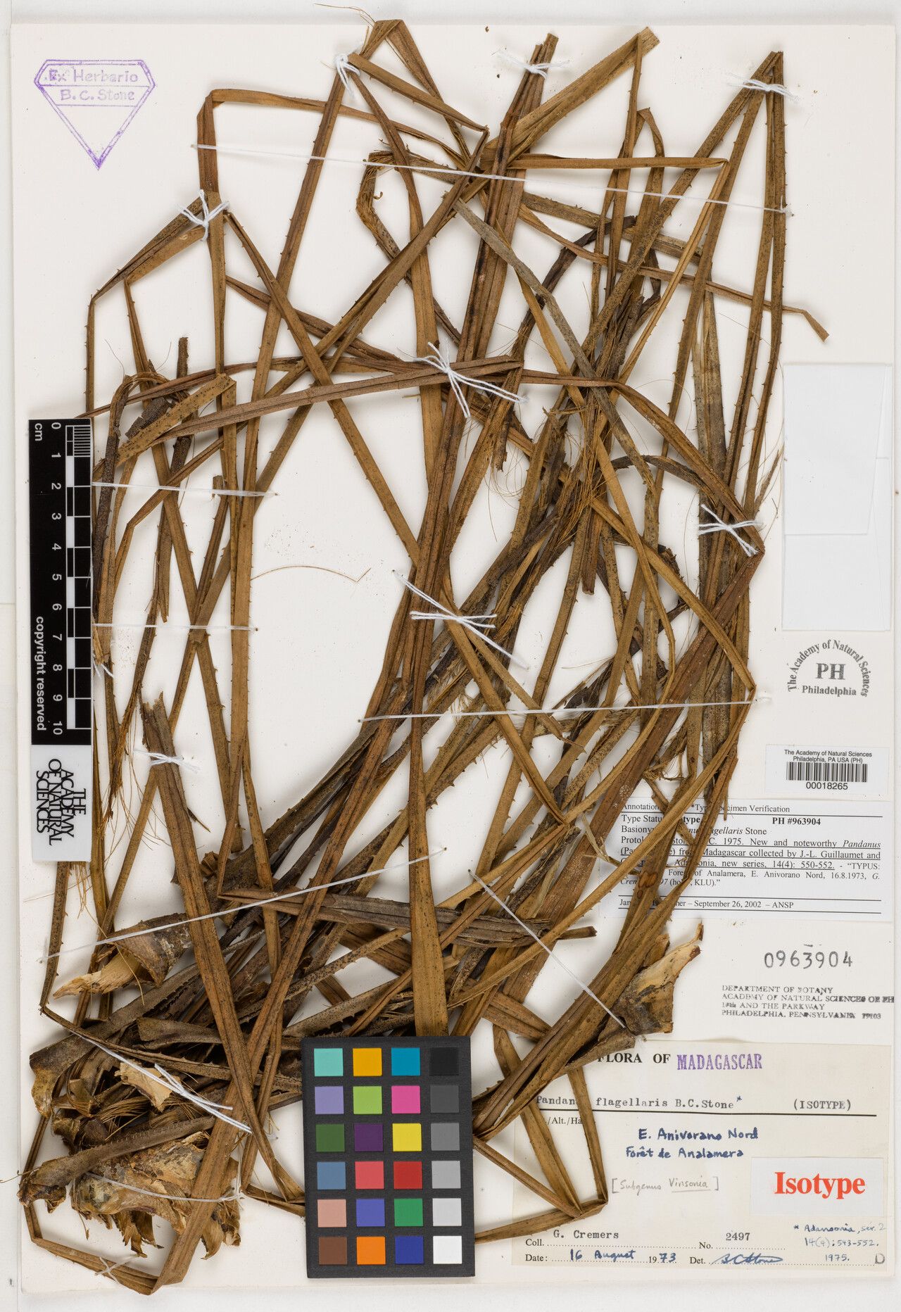 Pandanus flagellaris — houseplant care guide