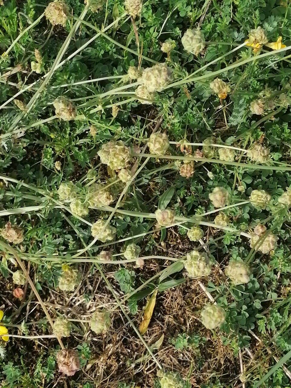 Poterium verrucosum flower