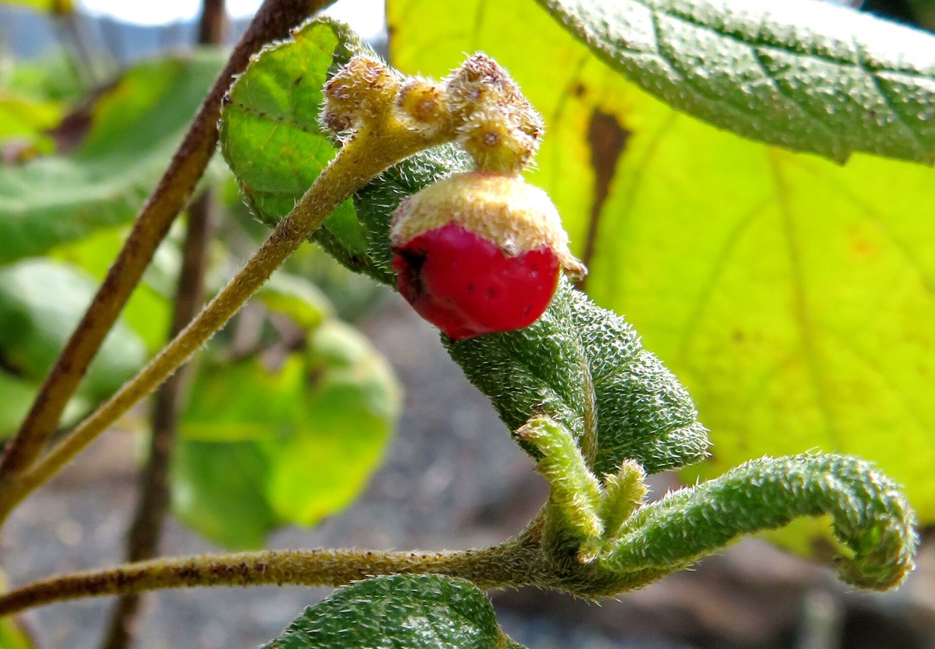 Cordia rupicola — houseplant care guide
