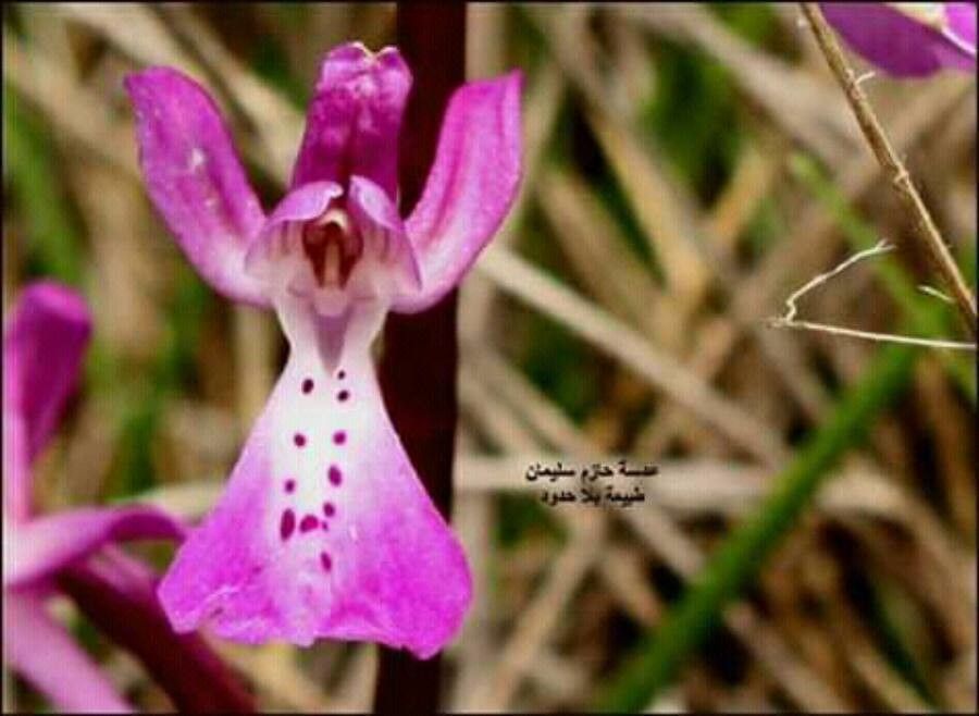 Orchis anatolica flower