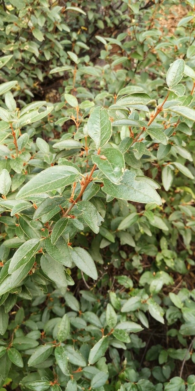 Shepherdia canadensis leaf