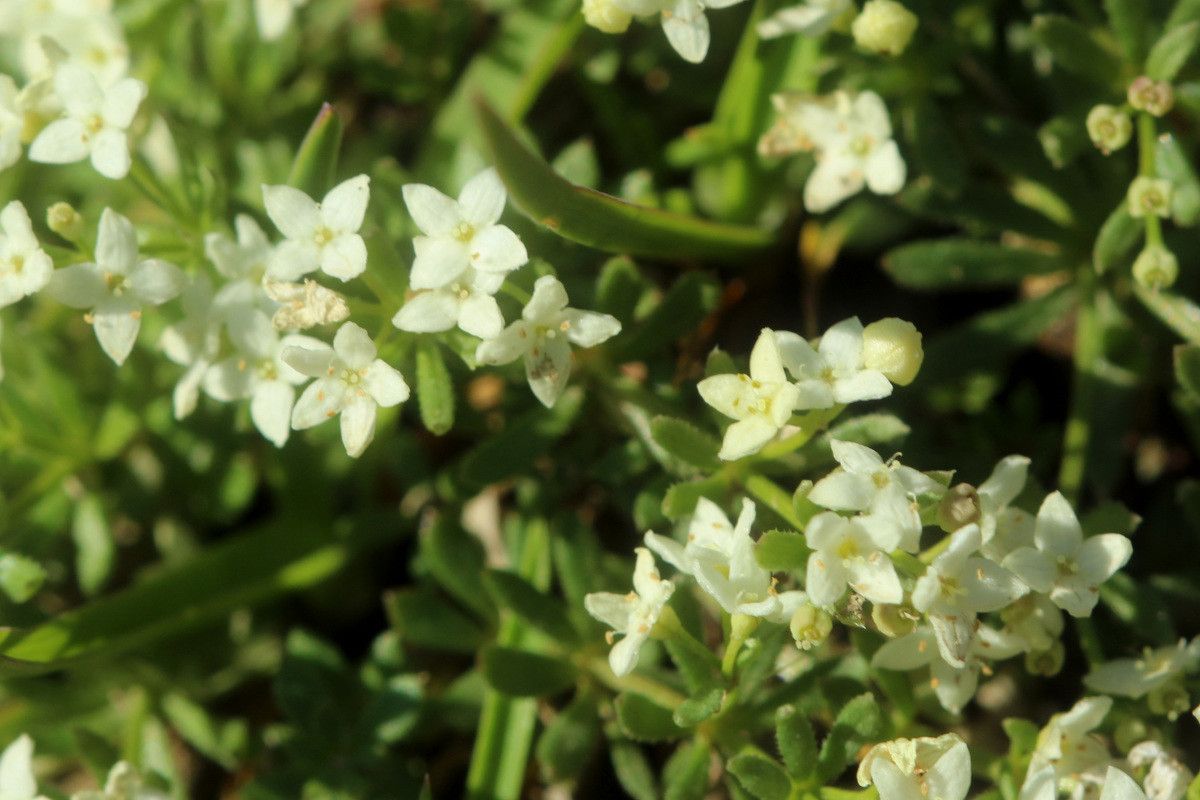 Galium pseudohelveticum flower