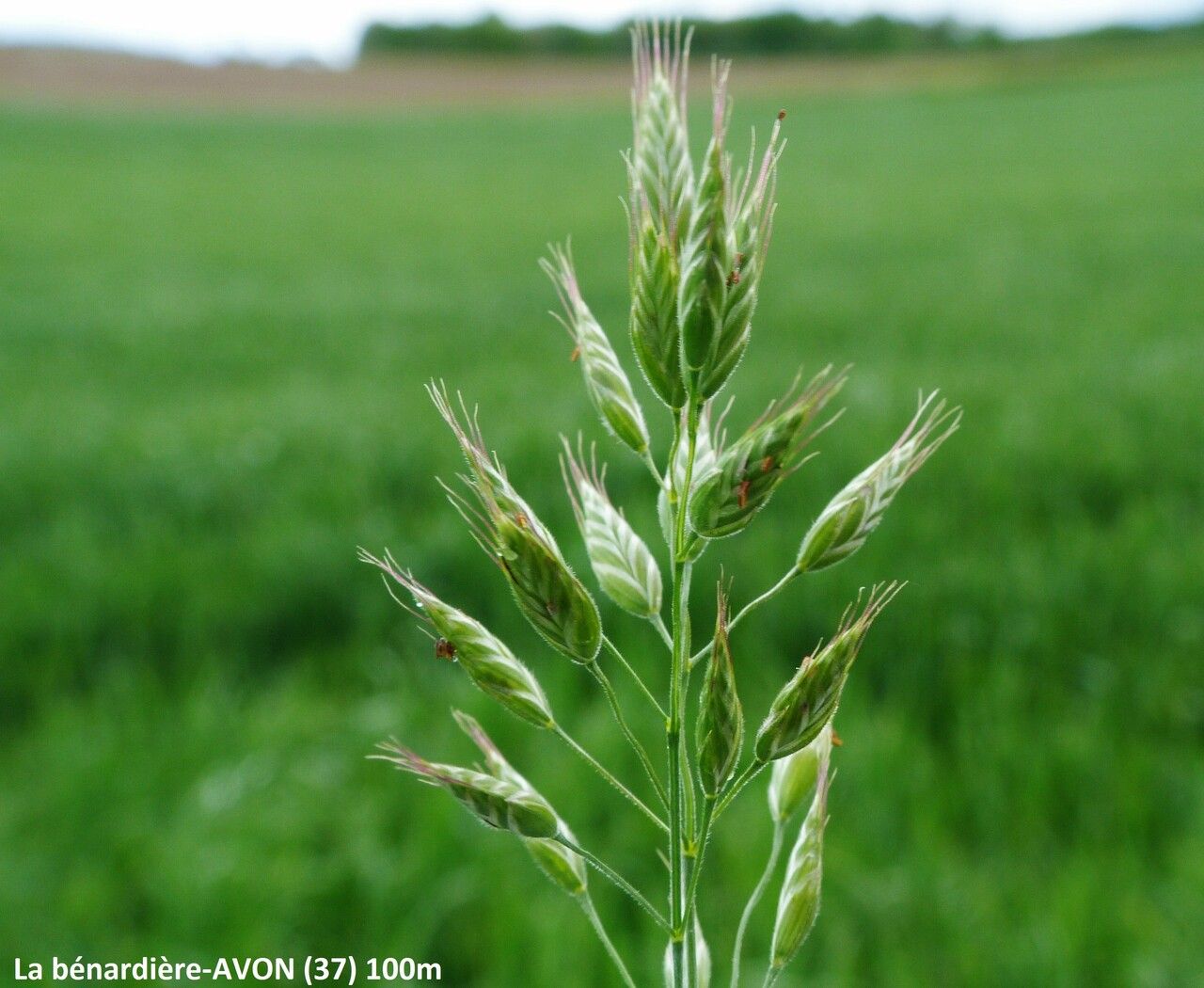 Bromus hordeaceus fruit