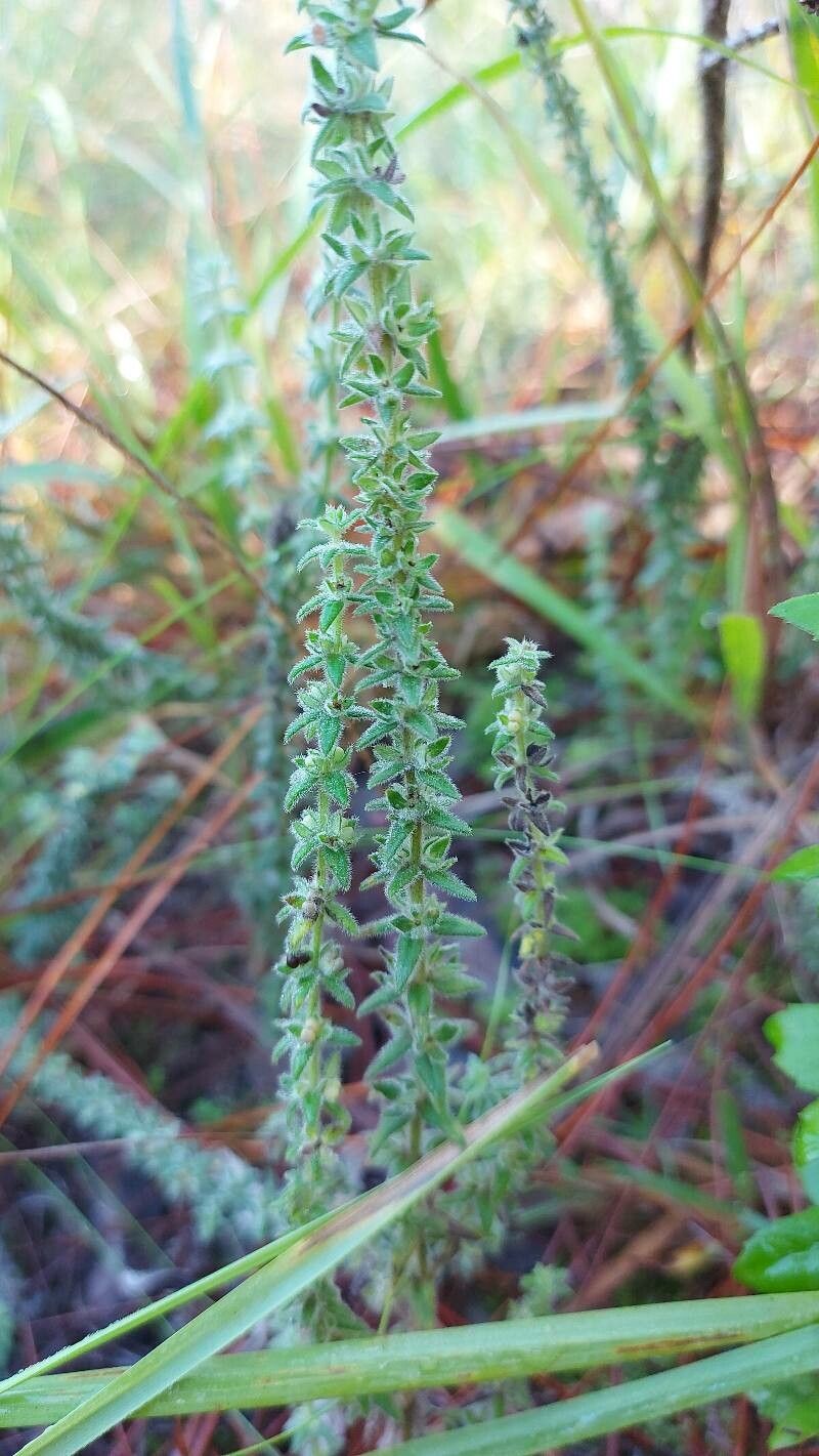 Galium hirtum — houseplant care guide