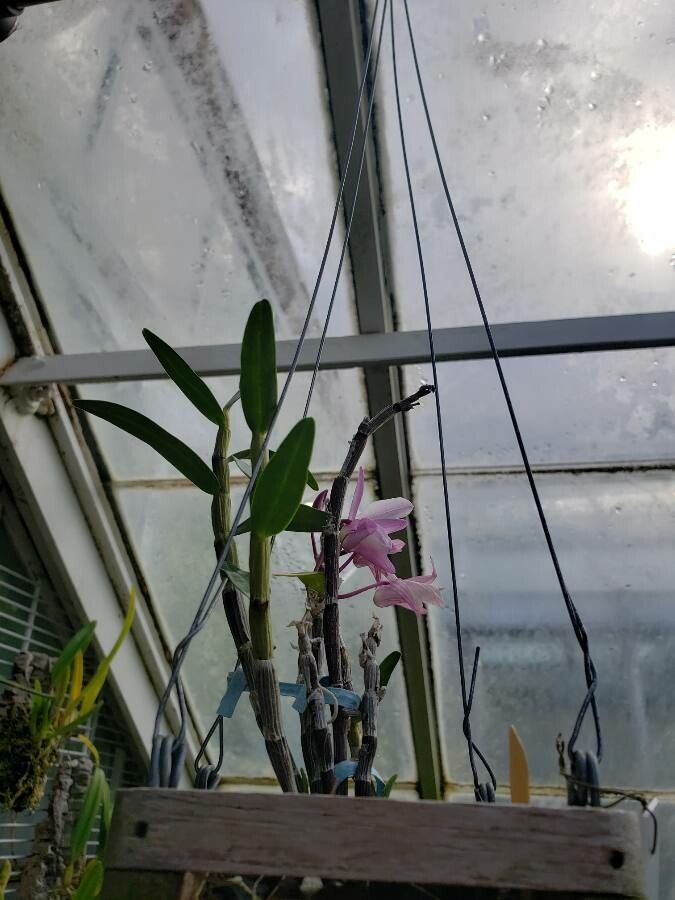 Dendrobium moniliforme habit