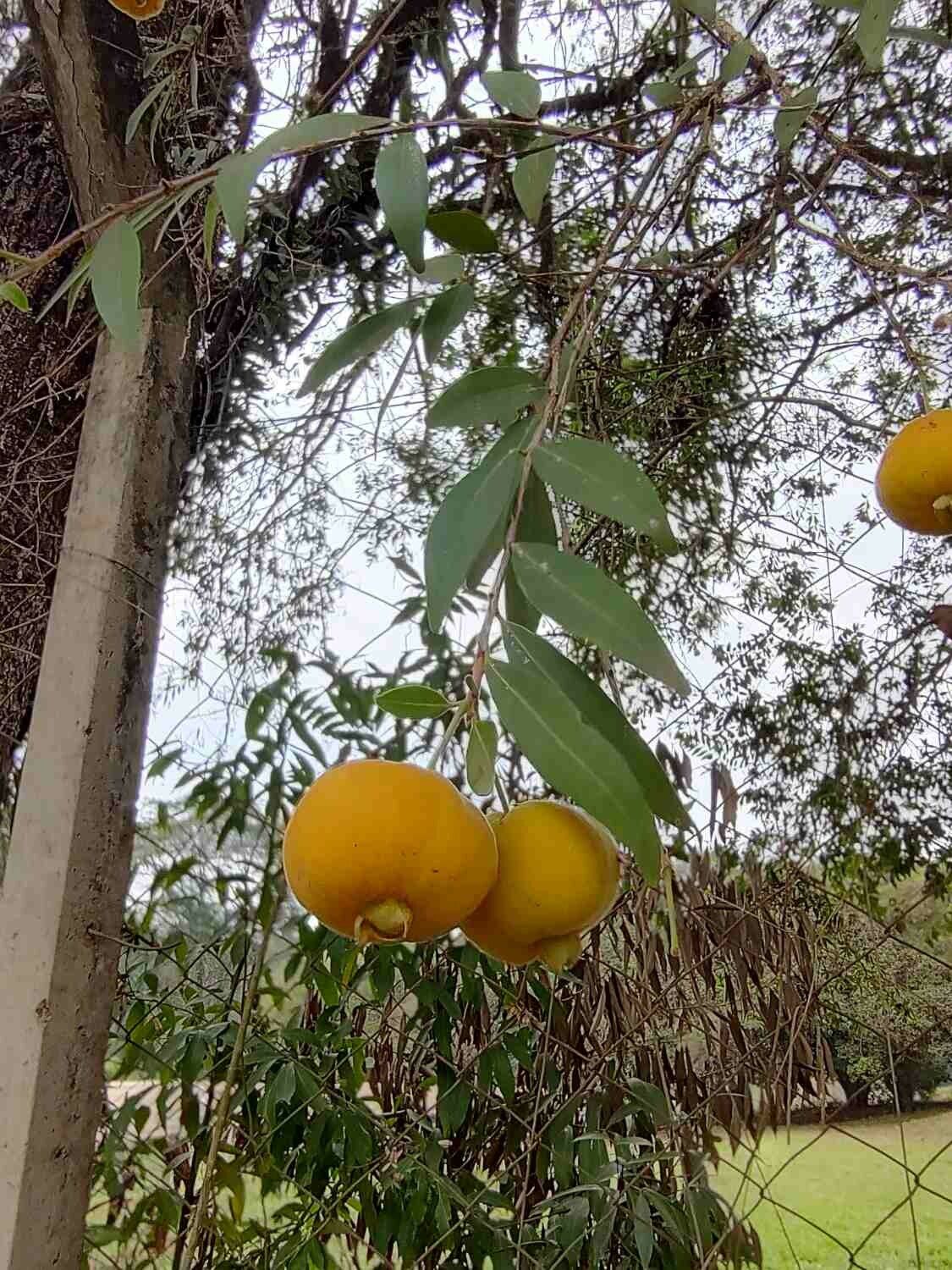Eugenia pyriformis fruit