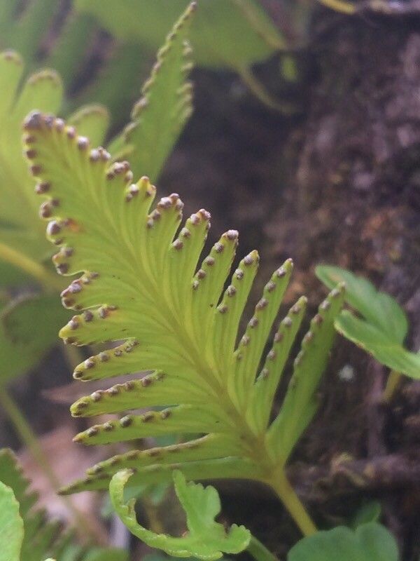 Davallia repens fruit