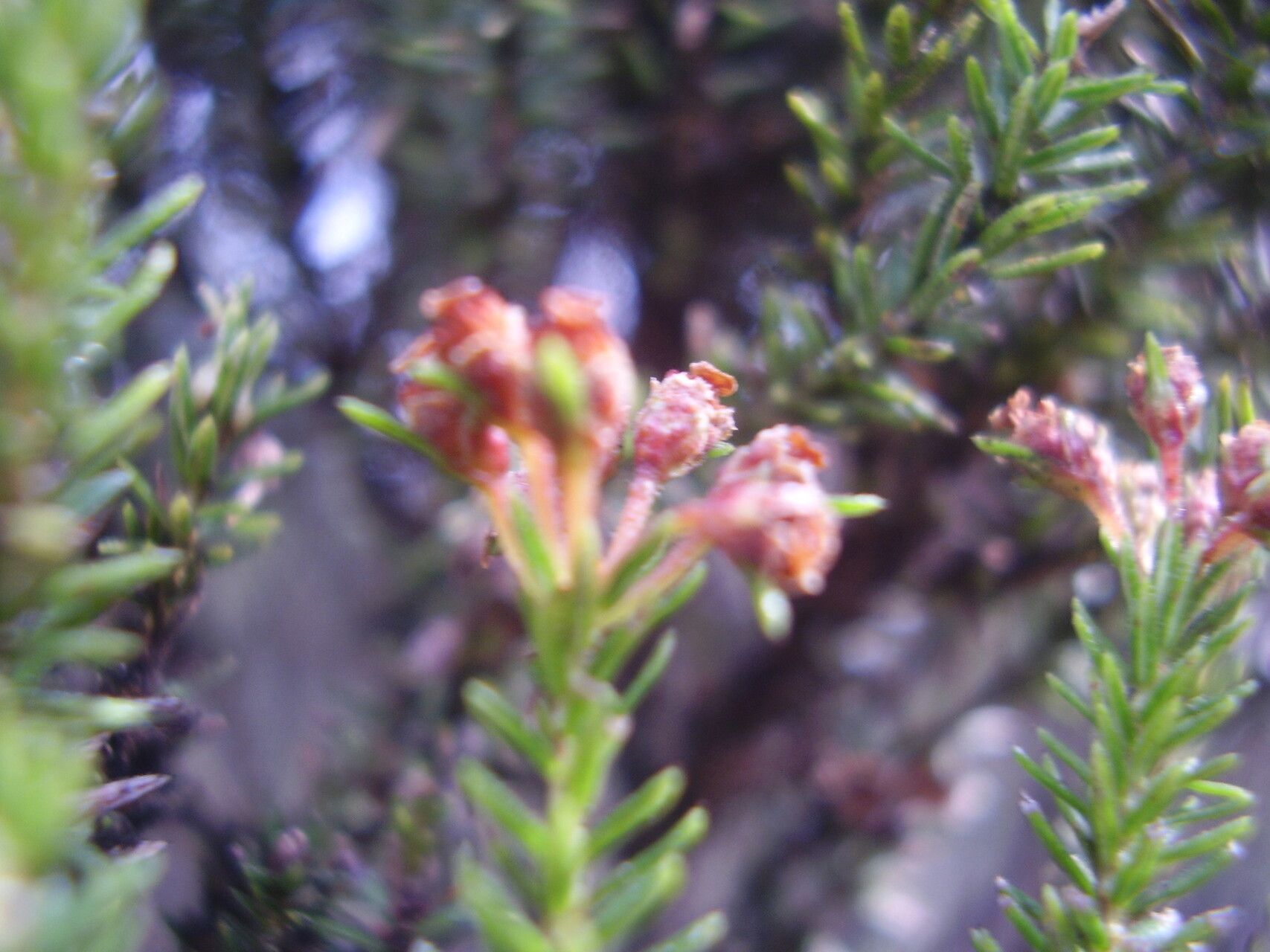 Erica thomensis — search result for 'Erica'