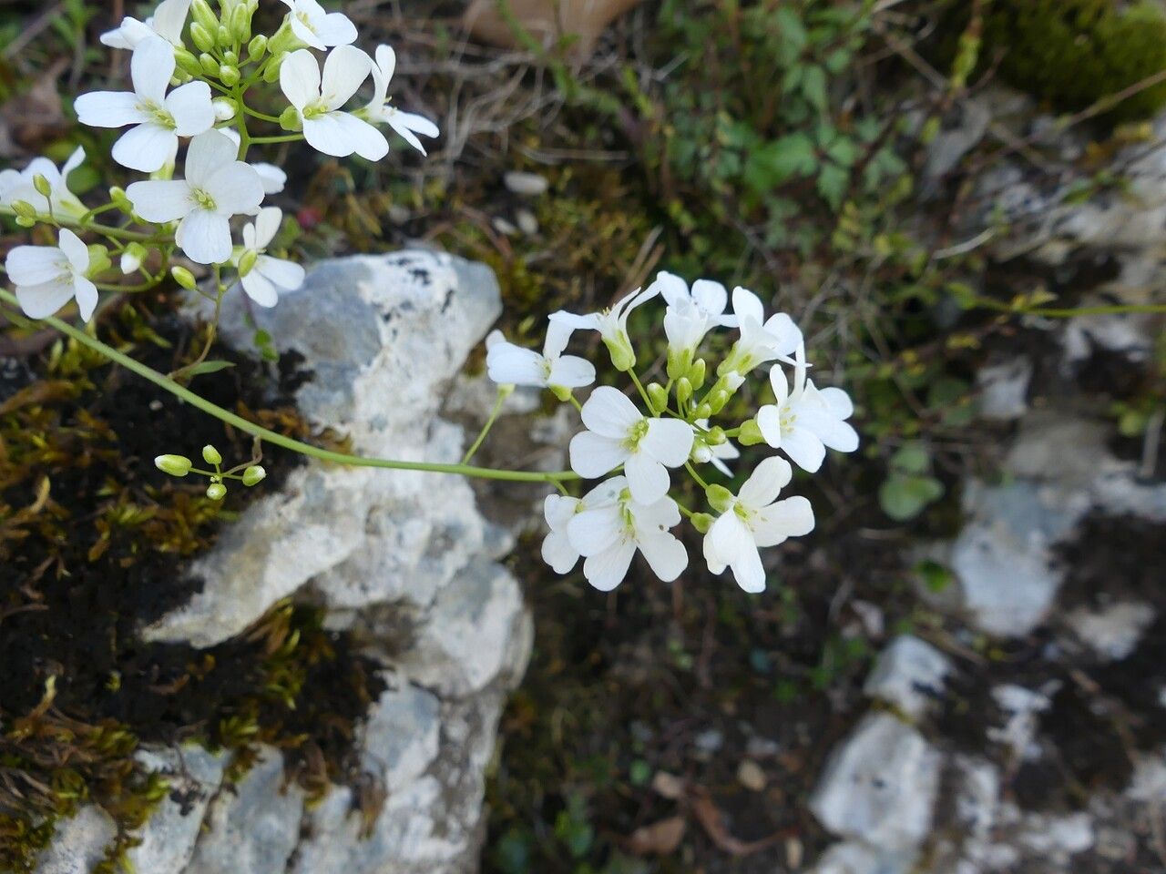 Arabis procurrens — search result for 'Czech Republic'
