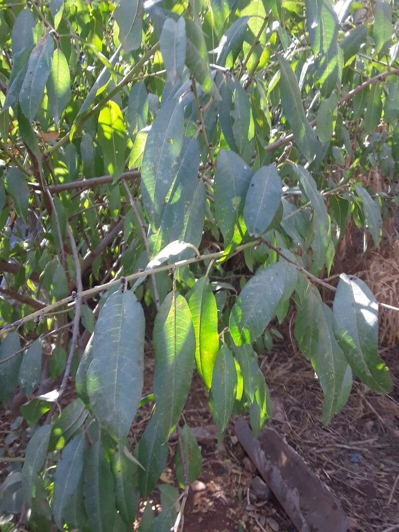 Ficus virgata — search result for 'Bhutan'