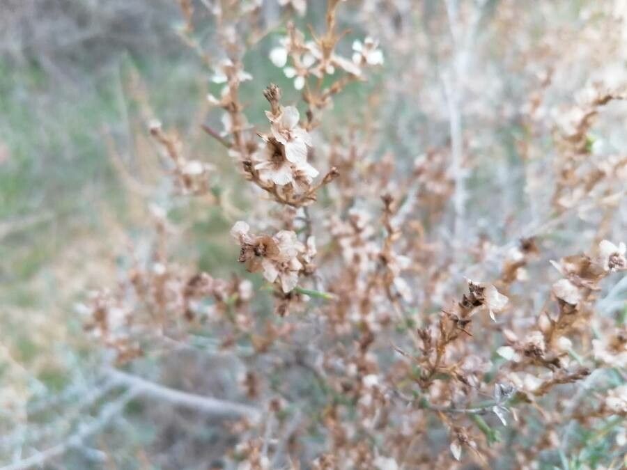 Salsola oppositifolia fruit