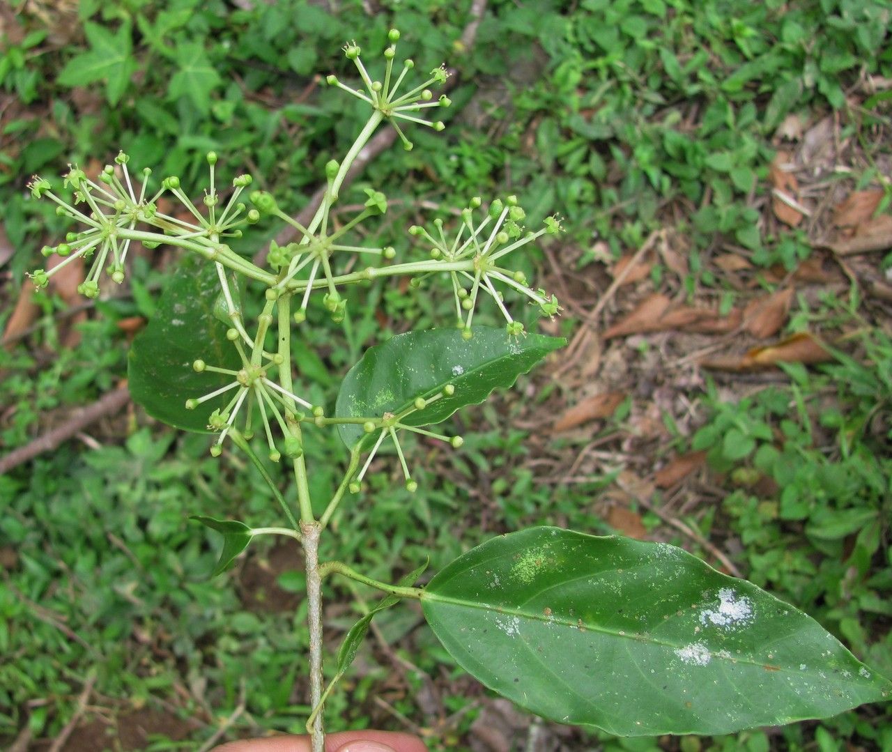 Dendropanax gonatopodus habit
