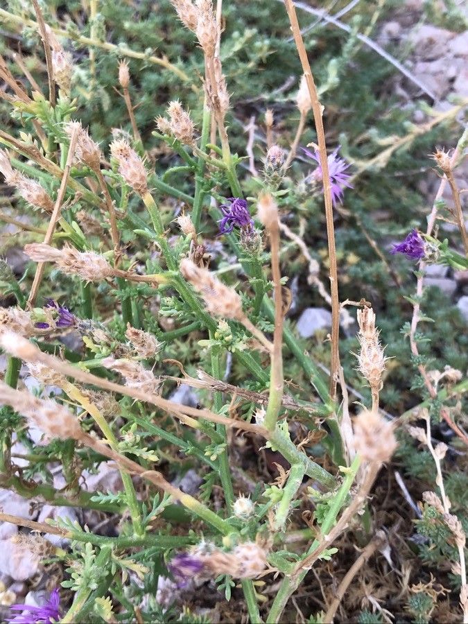 Centaurea dalmatica habit