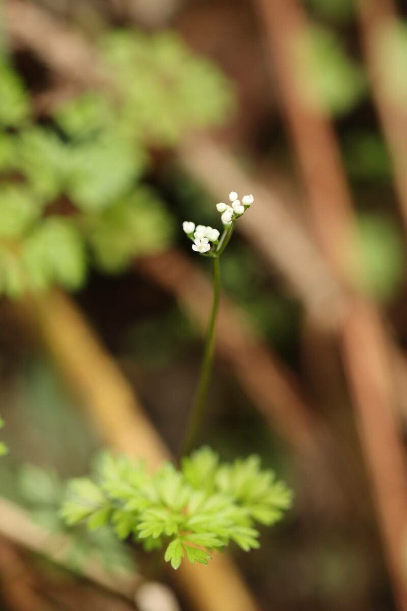 Aegopodium decumbens flower