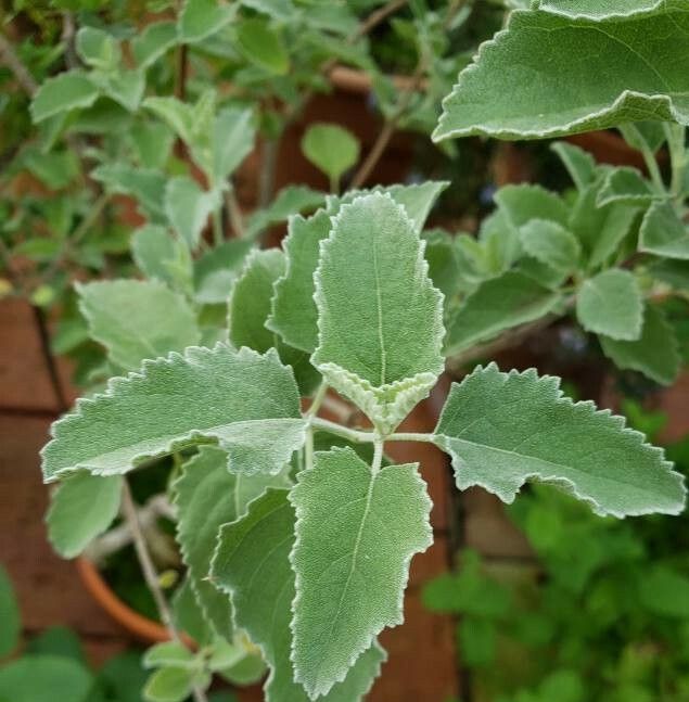 Hyptis emoryi leaf