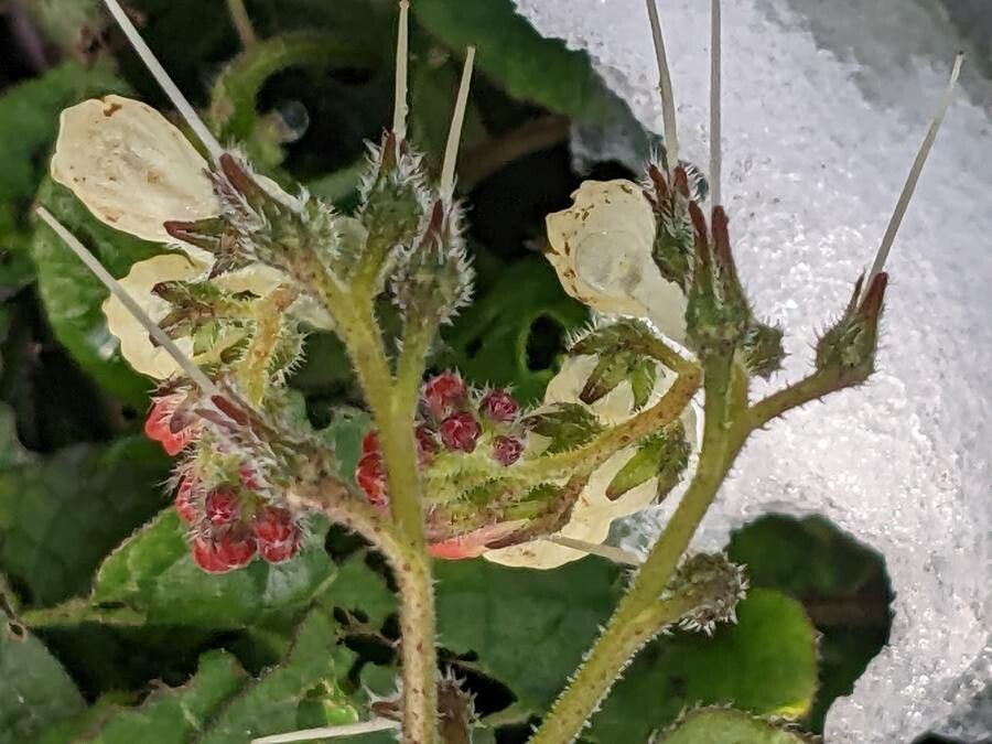 Symphytum grandiflorum fruit